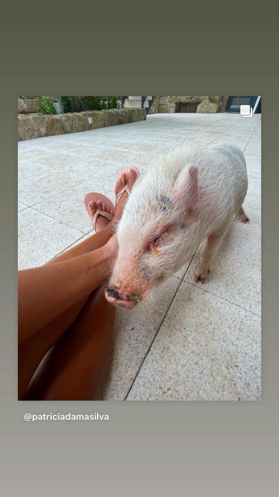 Arca Dos Animais - Farming & Spa Castelo Branco  Exteriör bild